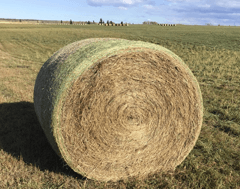 Hay For Sale