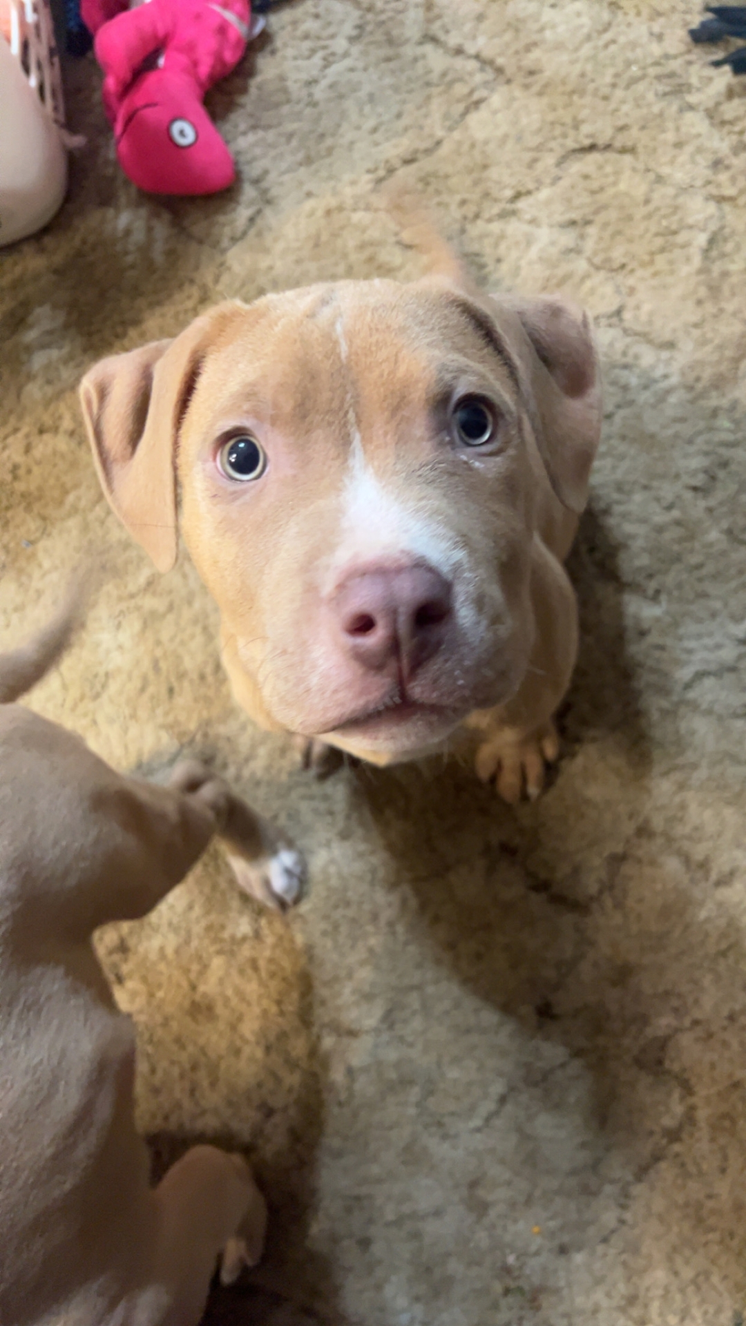 Pit bull puppy - 6 - 1732041441772_IMG_6710