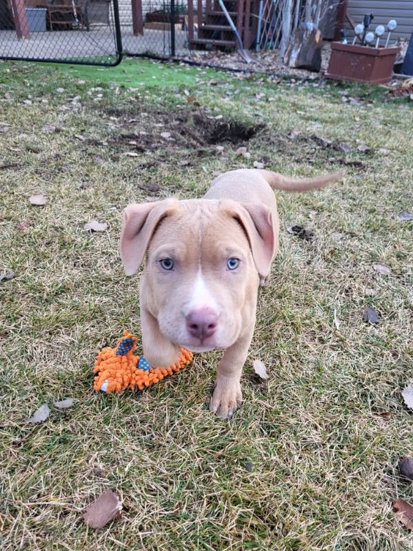 Pit bull puppy - 4 - 1732041441772_image000006