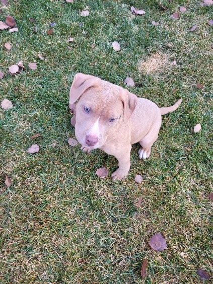 Pitbull pup - 4 - 1732041797659_image000002