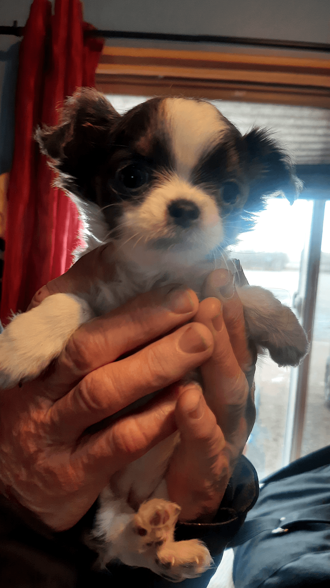 Gorgeous 8 weeks old female tecup chihuahua - 1 - 1732132427698_20241120_124452