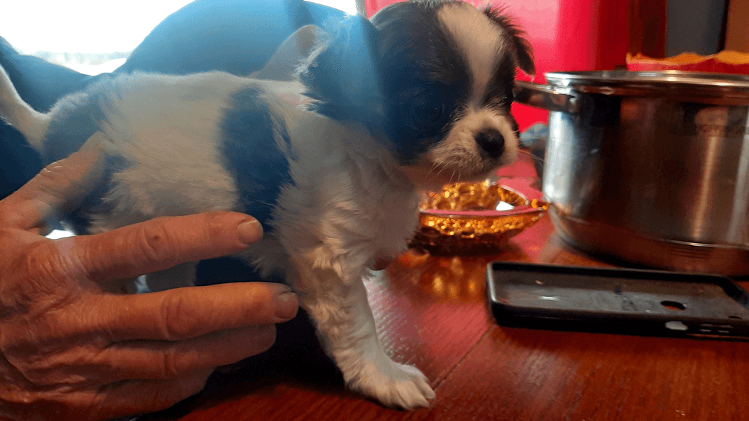 Gorgeous 8 weeks old female tecup chihuahua - 2 - 1732132463235_20241120_124437