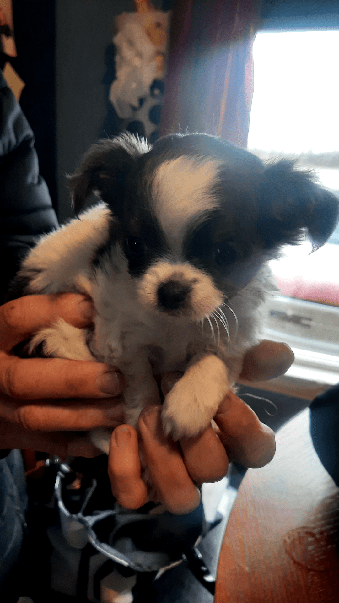 Gorgeous 8 weeks old female tecup chihuahua - 3 - 1732132490512_20241120_124423