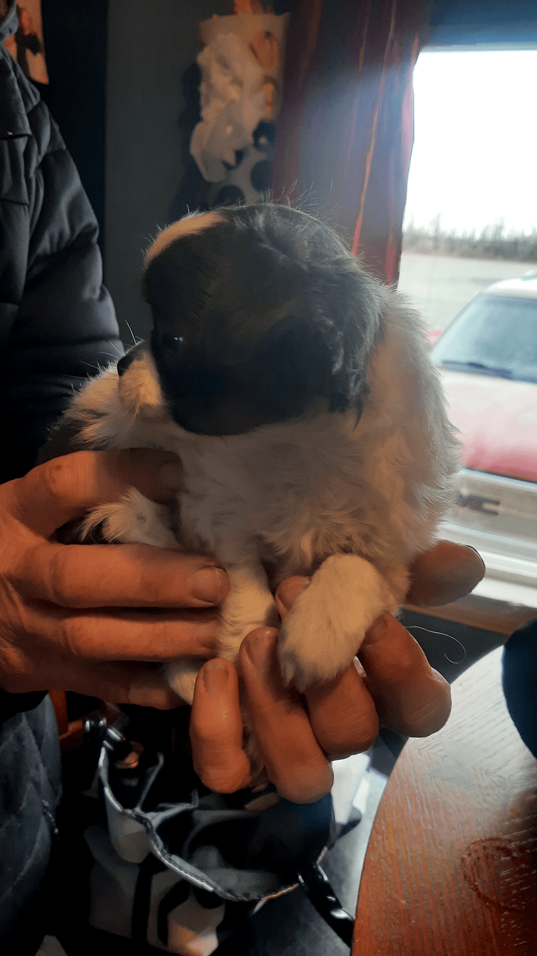 Gorgeous 8 weeks old female tecup chihuahua - 4 - 1732132584320_20241120_124424