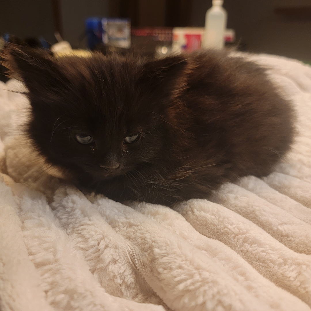 Siamese tuxedo kittens  - 8 - 1732154723029_1000026207