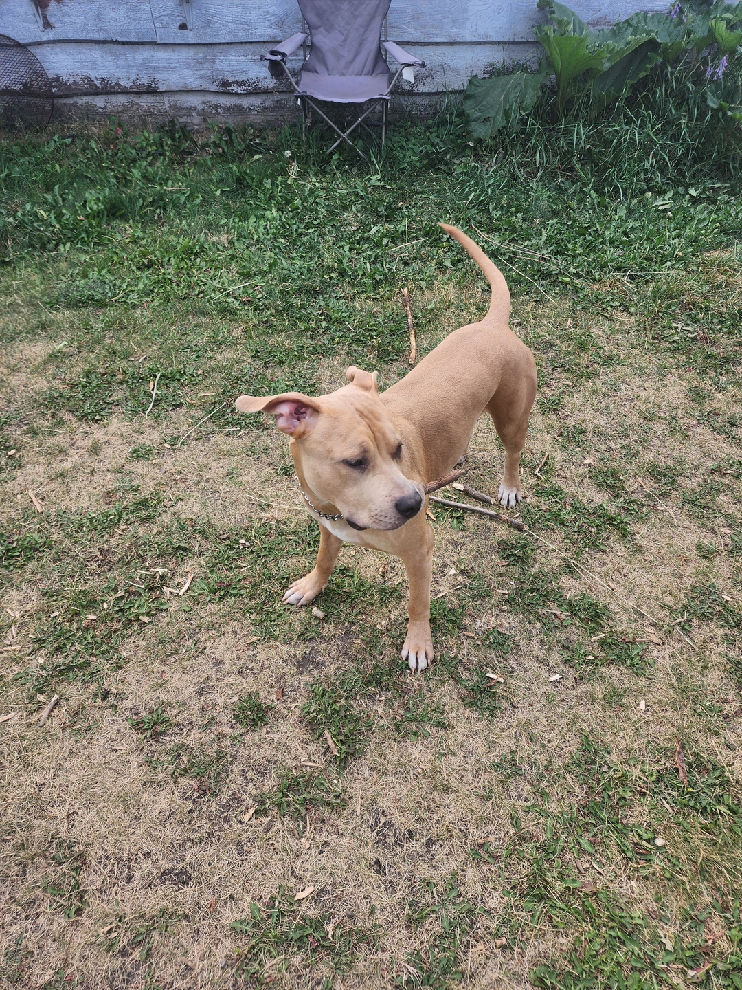 American Pitbull Terrior to a good home. - 4 - 1732329548053_1000004178