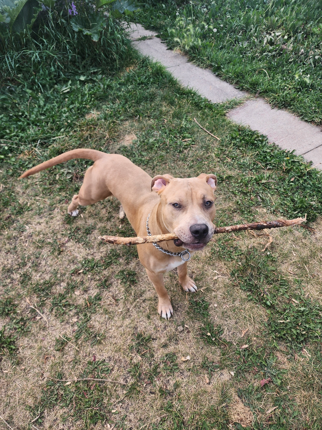 American Pitbull Terrior to a good home. - 2 - 1732329548053_1000004180