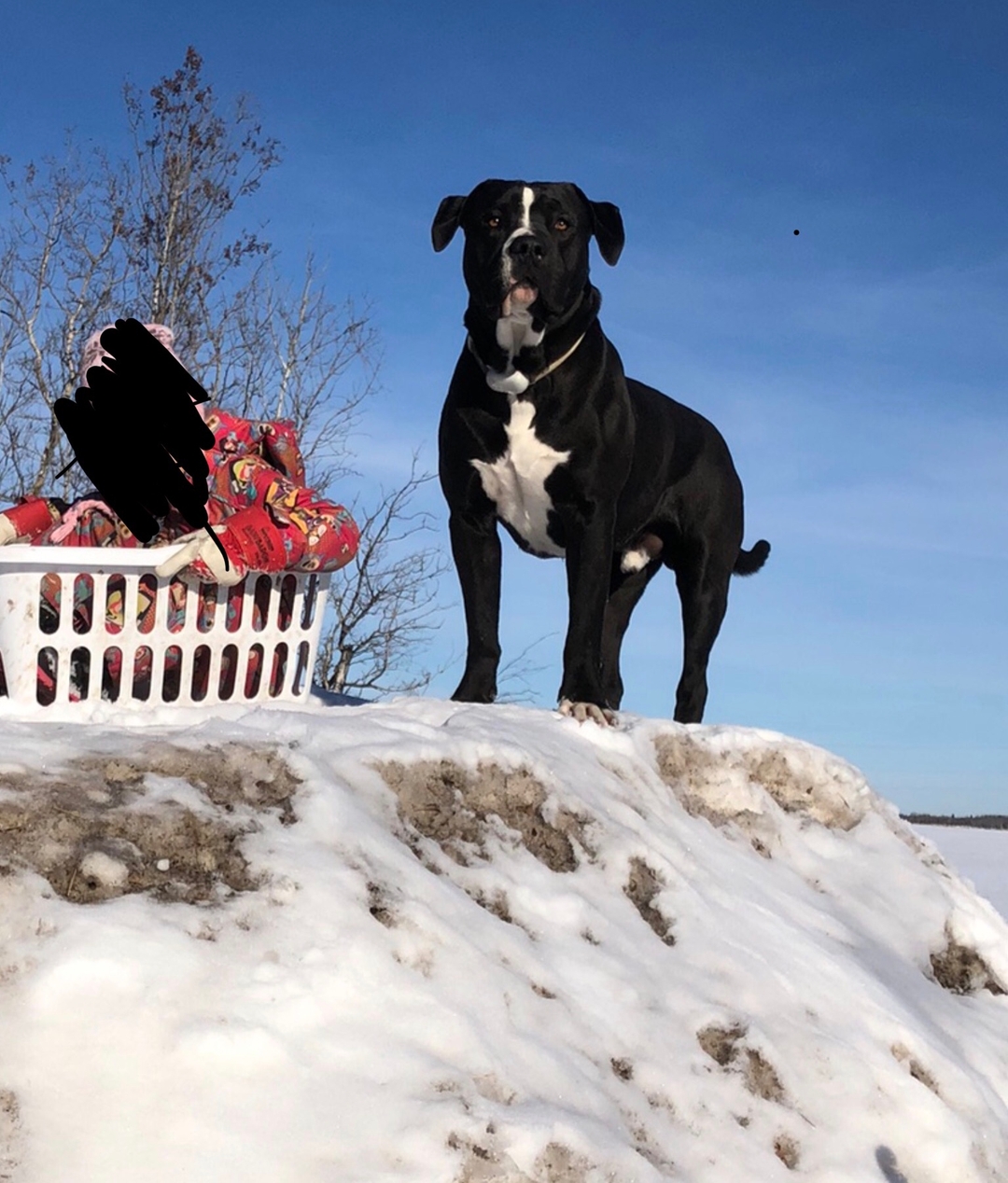 pitbull puppy's  - 3 - 1732566455283_image1