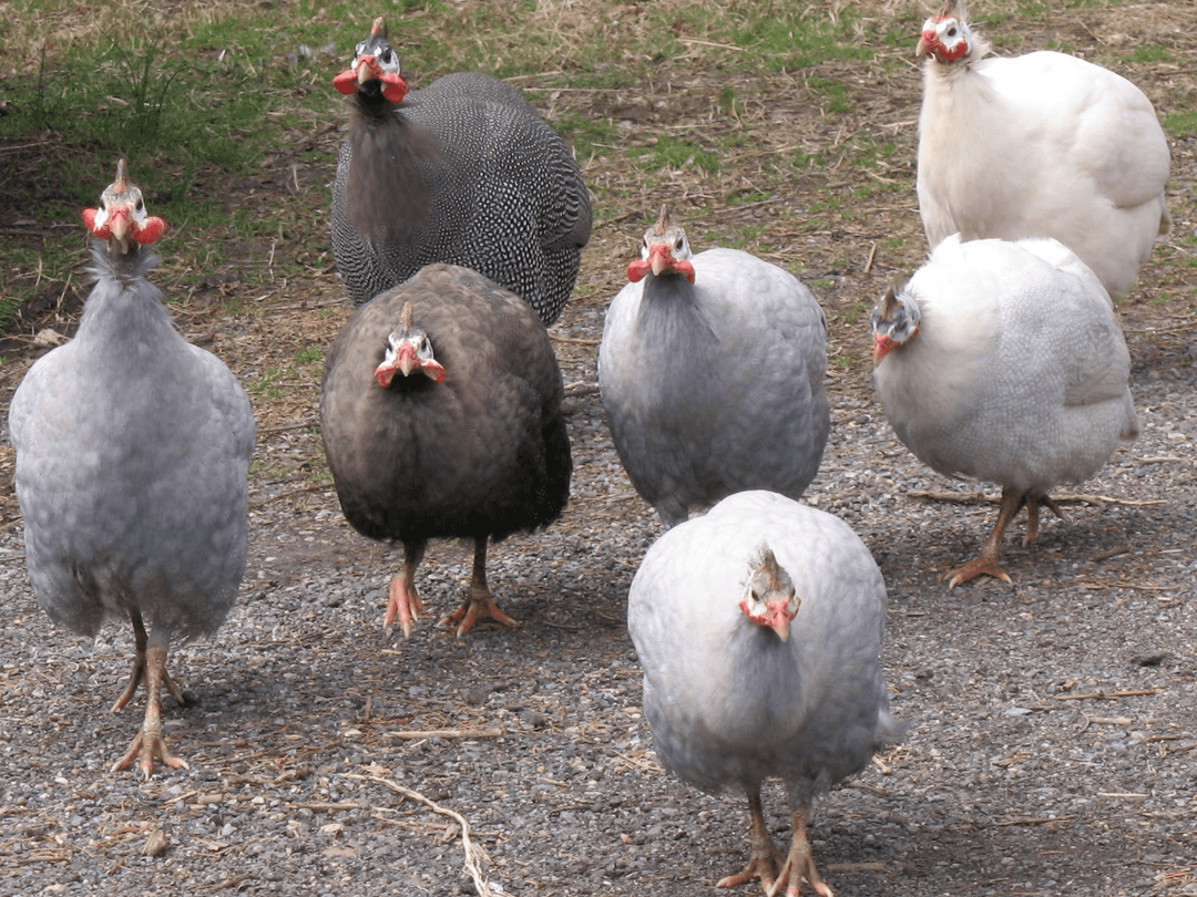 Guinea Fowl - 12 Weeks Old - Colour Variety - 1 - 1732680145558_1686600835946