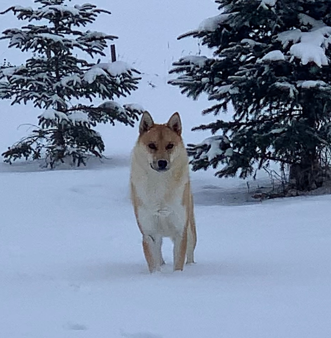 Shepherd husky - 1 - 1733061876997_IMG_2999