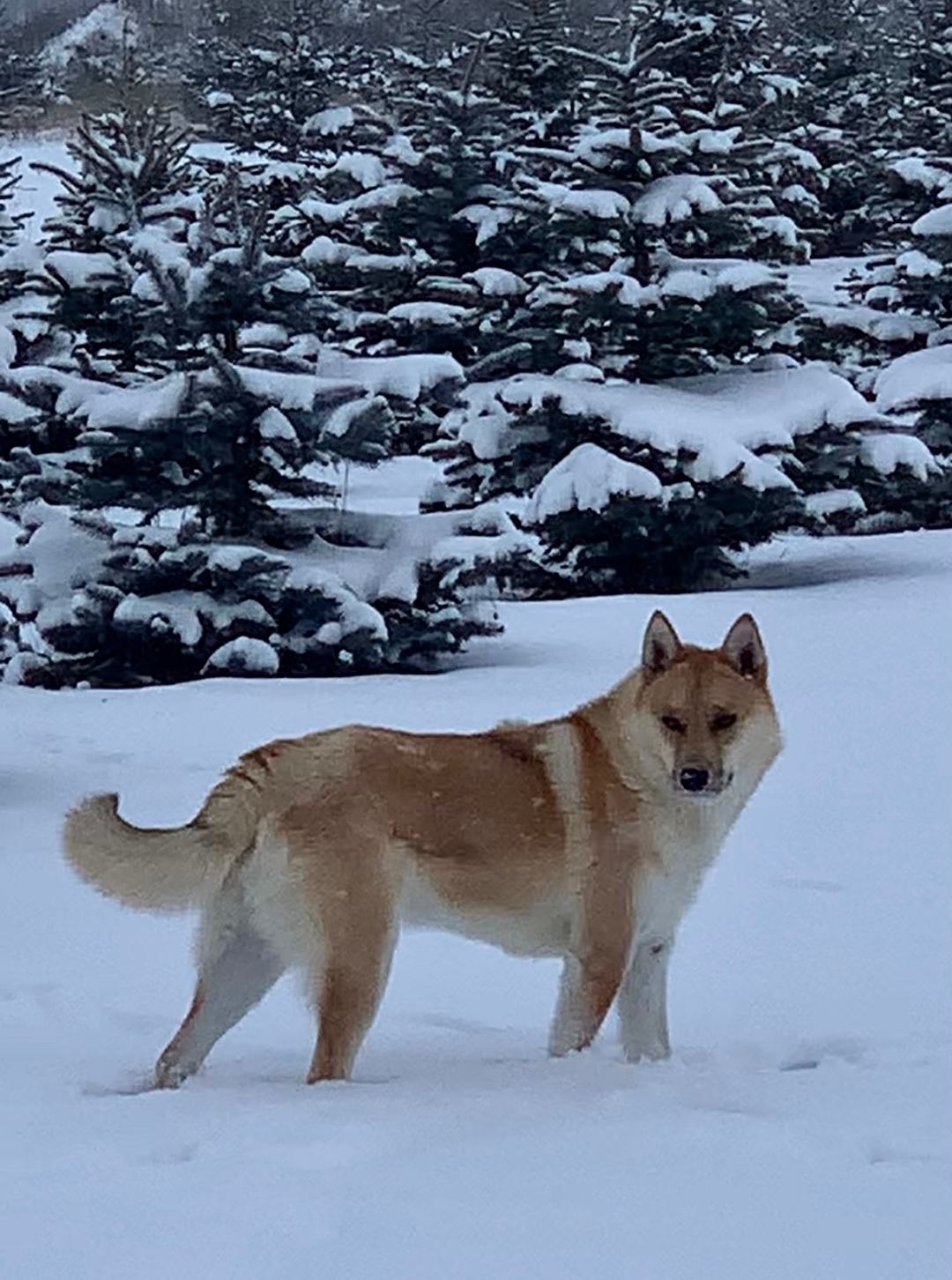 Shepherd husky - 2 - 1733061876997_IMG_3001