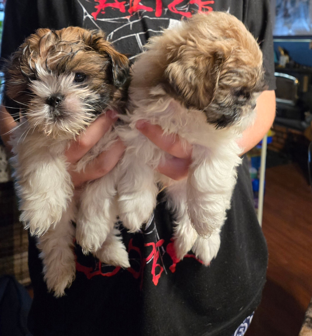 Teddy Bear puppies - 1 - 1733075020904_6777717509693591936