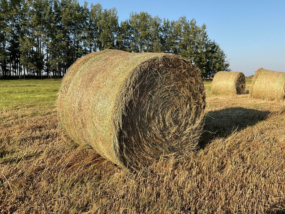 Hay for livestock - 1 - 1733163783925_IMG_1443