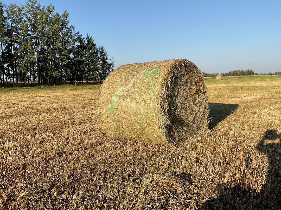 Hay for livestock - 2 - 1733163783926_IMG_1446