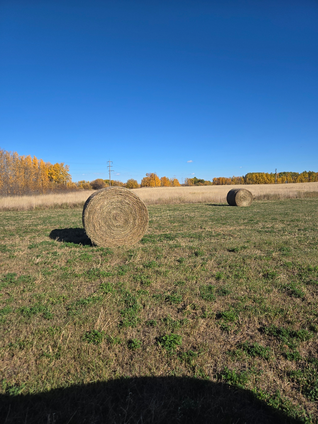 Second cut hay - 1 - 1733342924835_1000001365