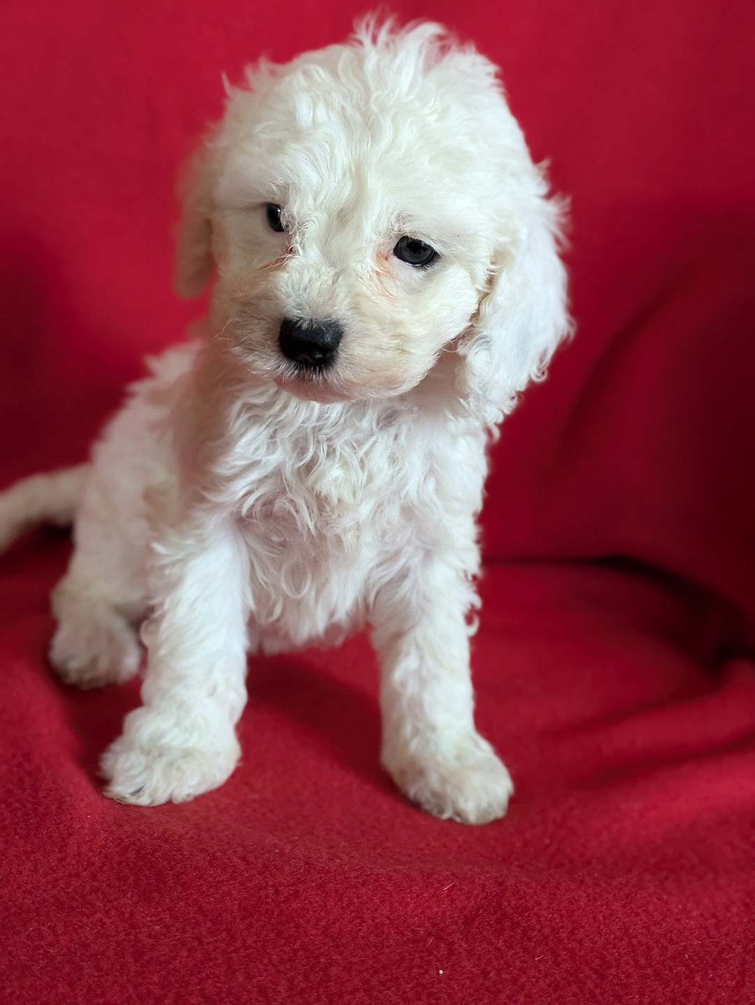 Cockapoo Pups - 2 - 1733349556503_1000013676