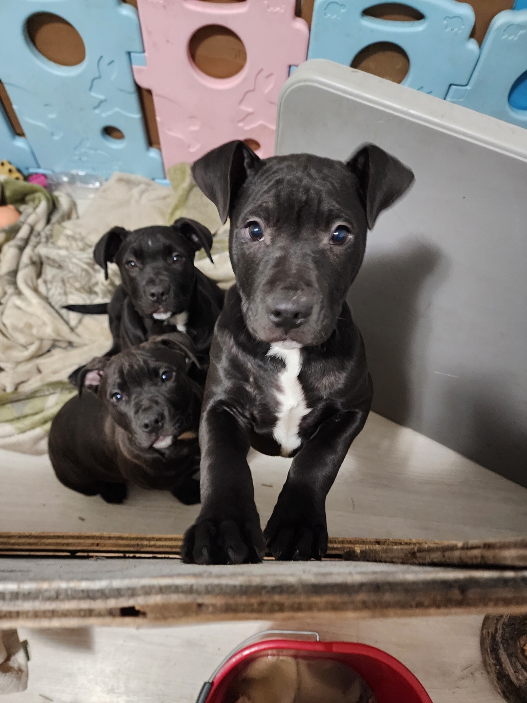 pitbull puppy's  - 7 - 1733438468737_1000000751