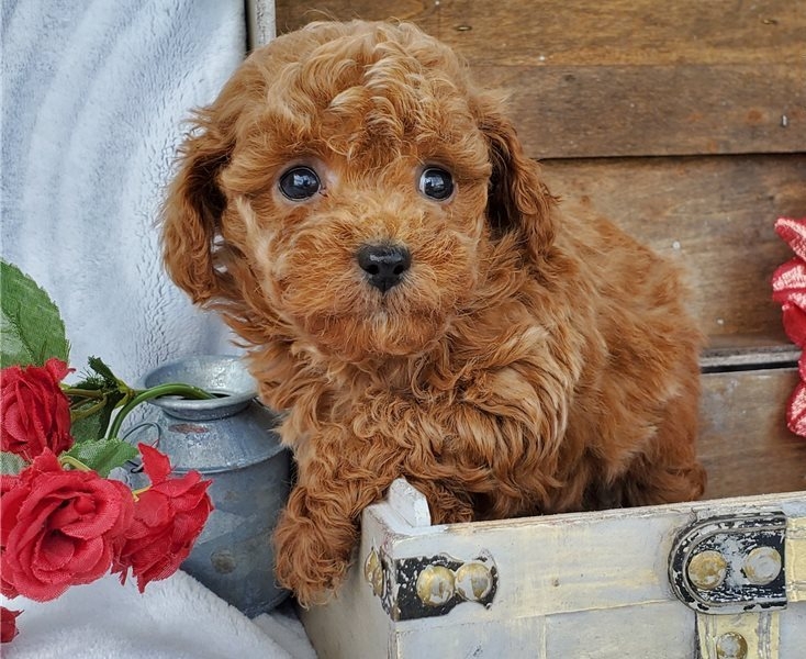 One of a kind! Toy Red Poodle Puppies. - 2 - 1733504159474_to3