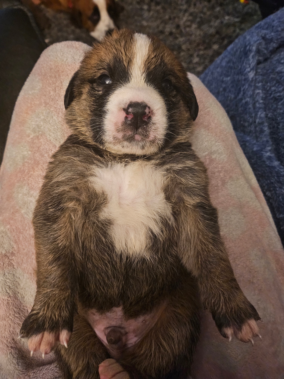 Christmas Pups! St. Bernese-Pyranese  - 4 - 1733771848969_1000003769