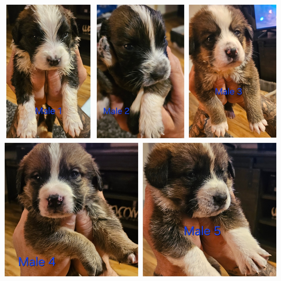 Christmas Pups! St. Bernese-Pyranese  - 2 - 1733771848969_1000003810