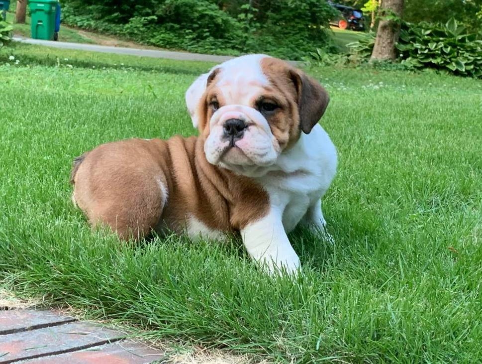 English Bulldog puppies available. - 1 - 1733874419639_bd2