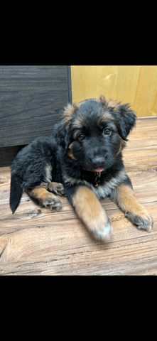 Puppies long haired king German shepherd  - 7 - 1733887992277_IMG_2761