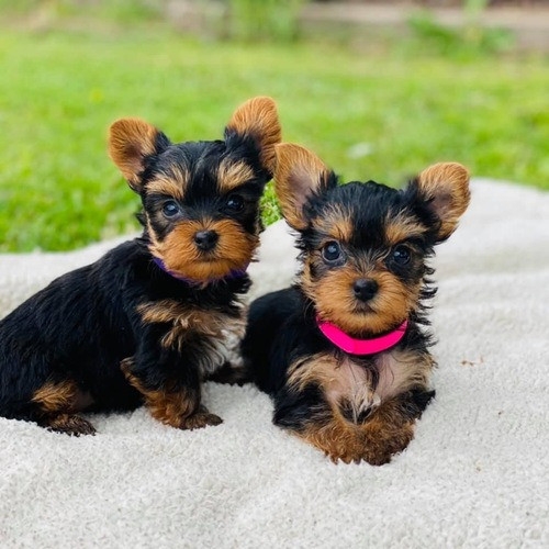 Yorkie Puppies - 1 - 1734065844963_28652v54a8af15