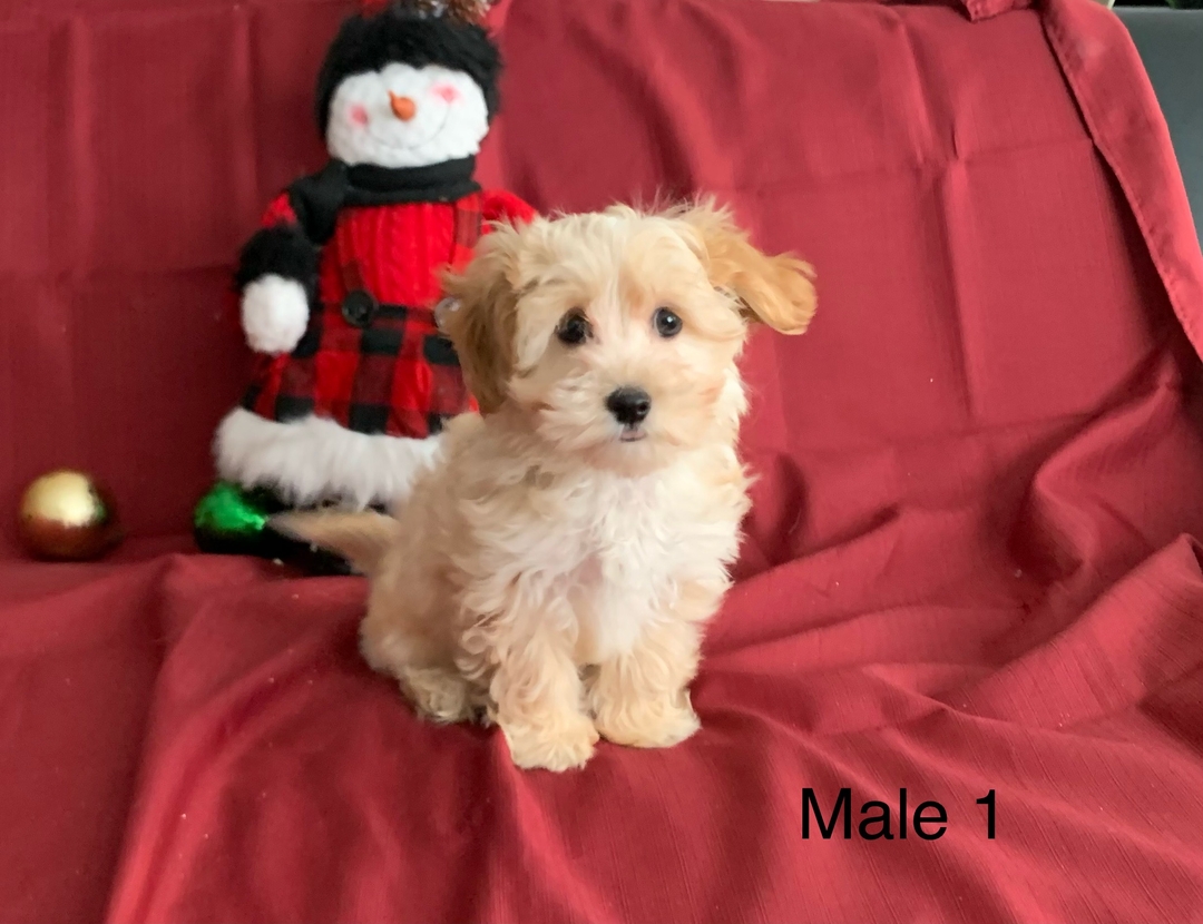 Maltipoo puppies - 5 - 1734372860002_IMG_4477