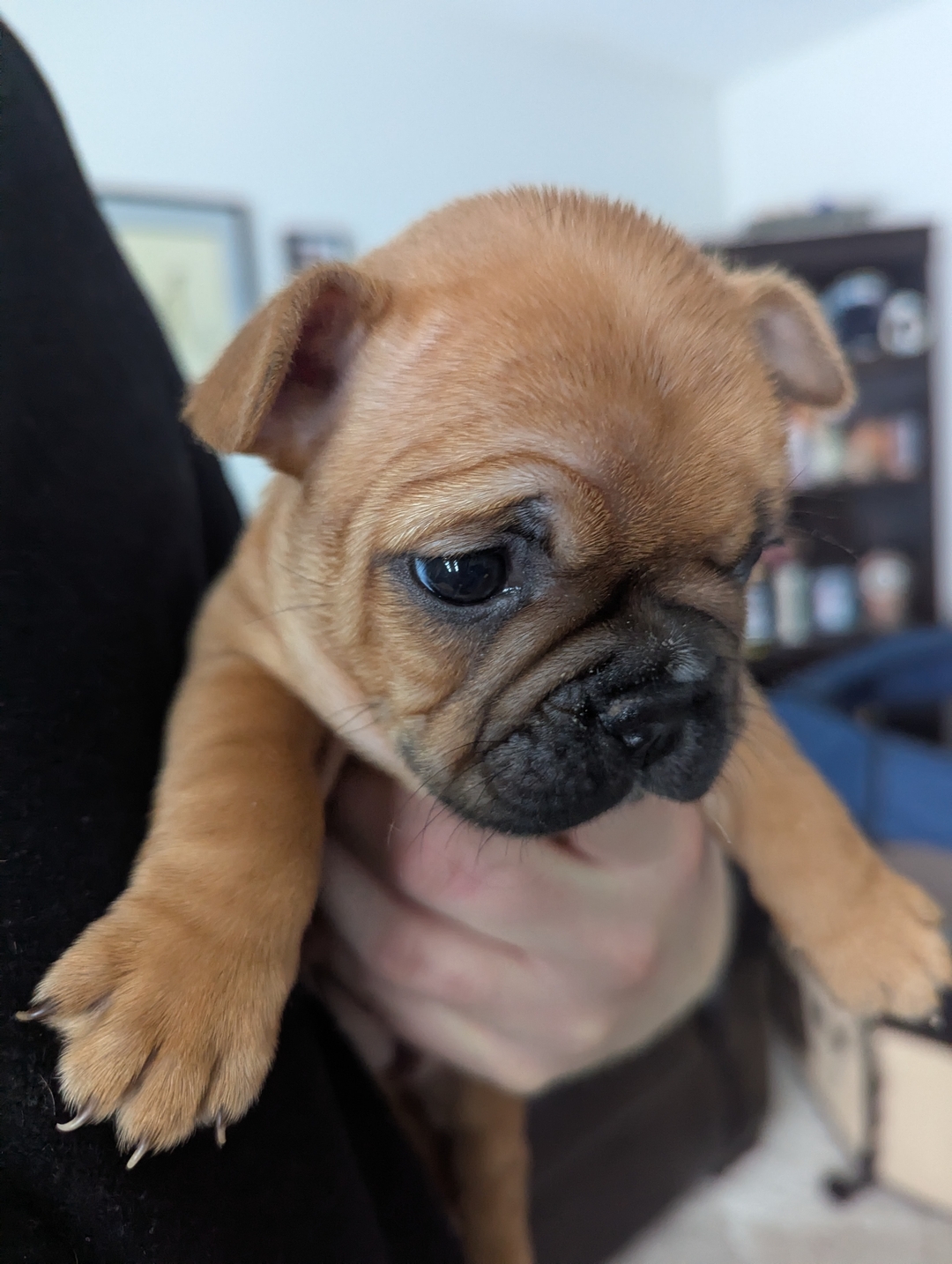 Female Frenchton Puppy for sale to good home  - 1 - 1734407287727_1000003879