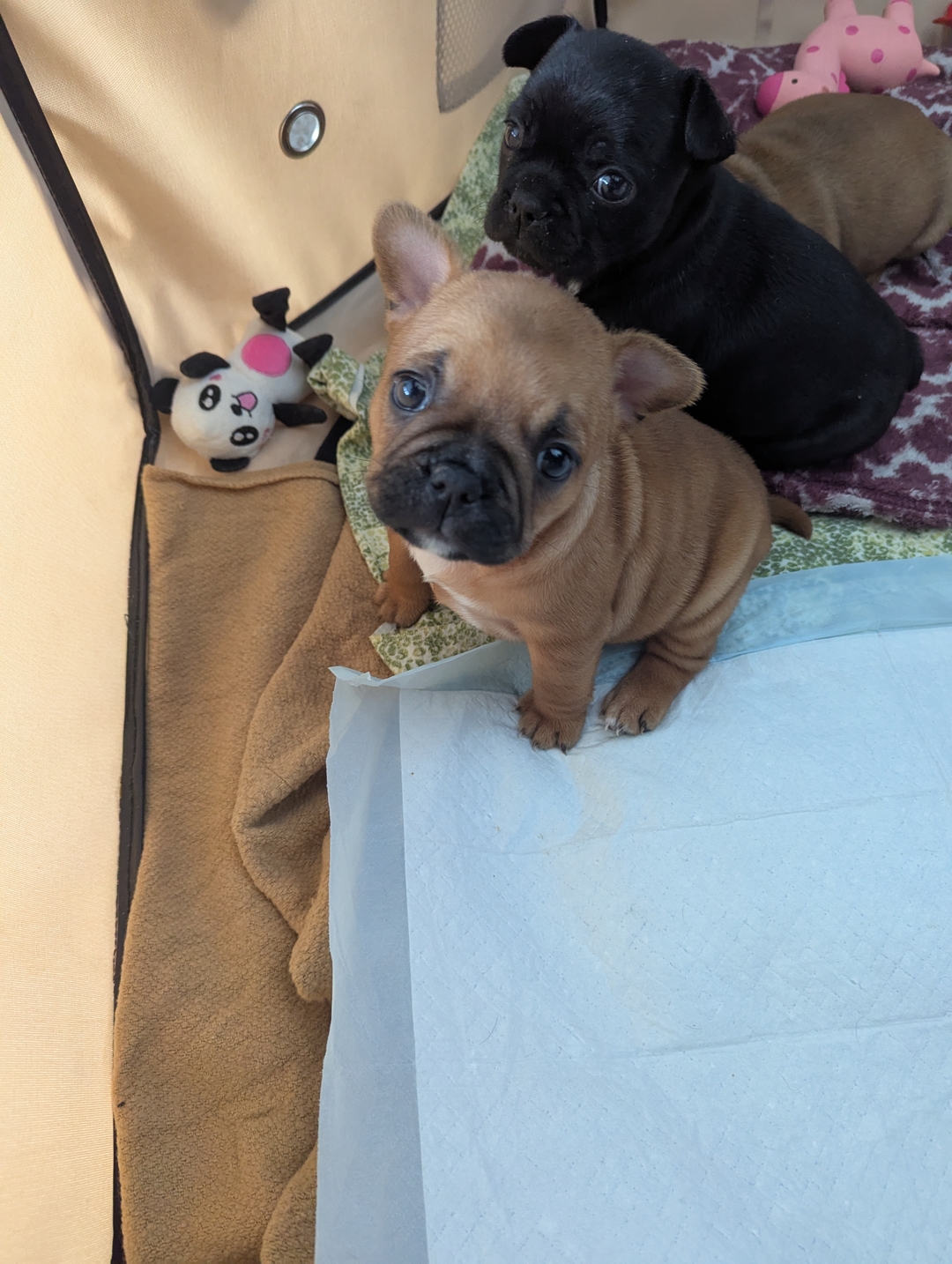 Female Frenchton Puppy for sale to good home  - 2 - 1734407287727_1000003883