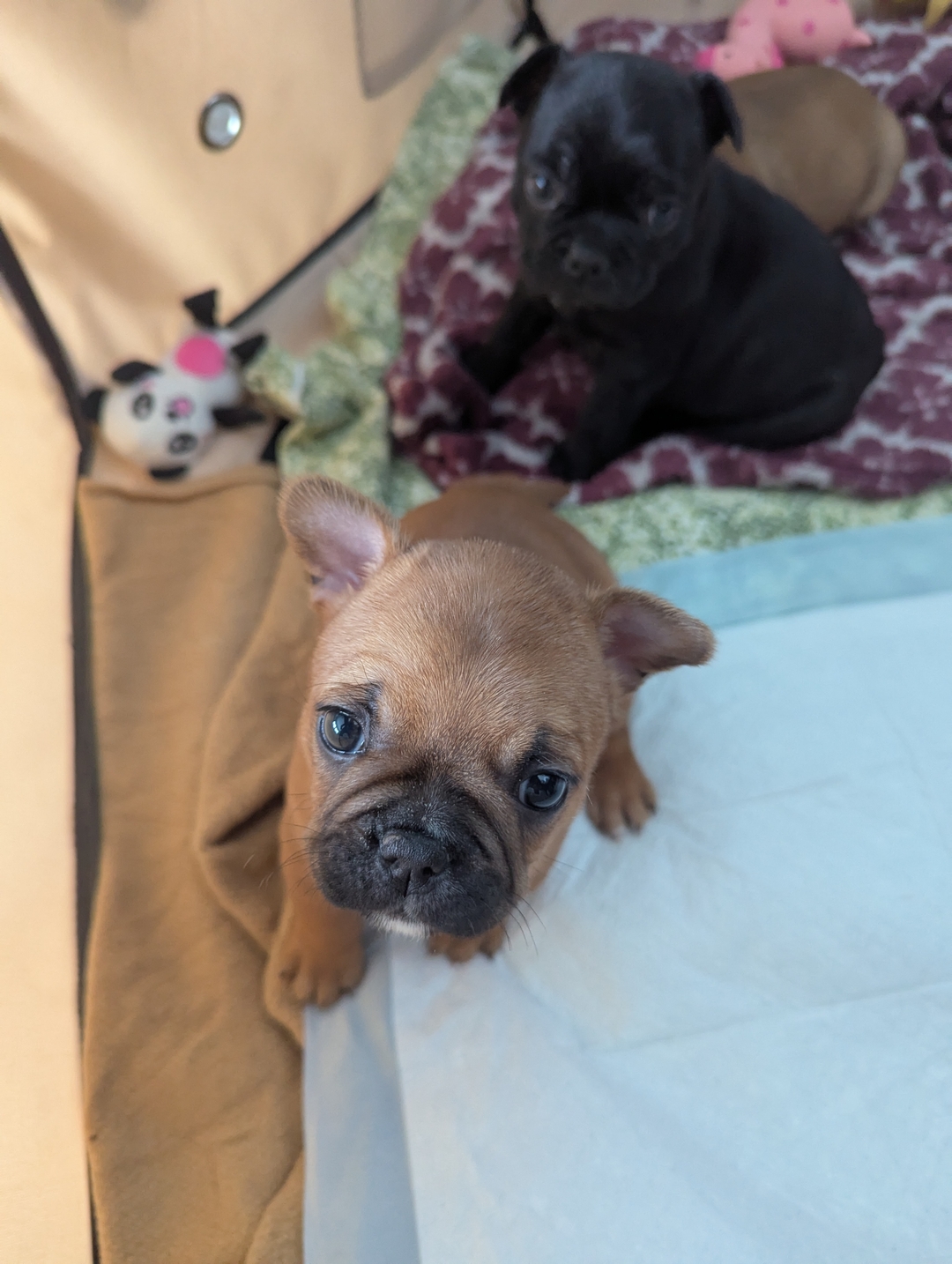 Female Frenchton Puppy for sale to good home  - 3 - 1734407287728_1000003884