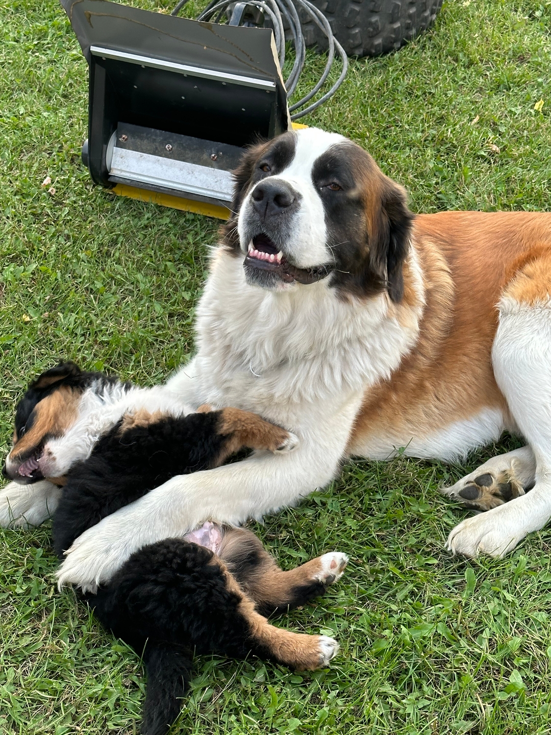 St Bernese Puppies - 4 - 1734410118014_IMG_4785