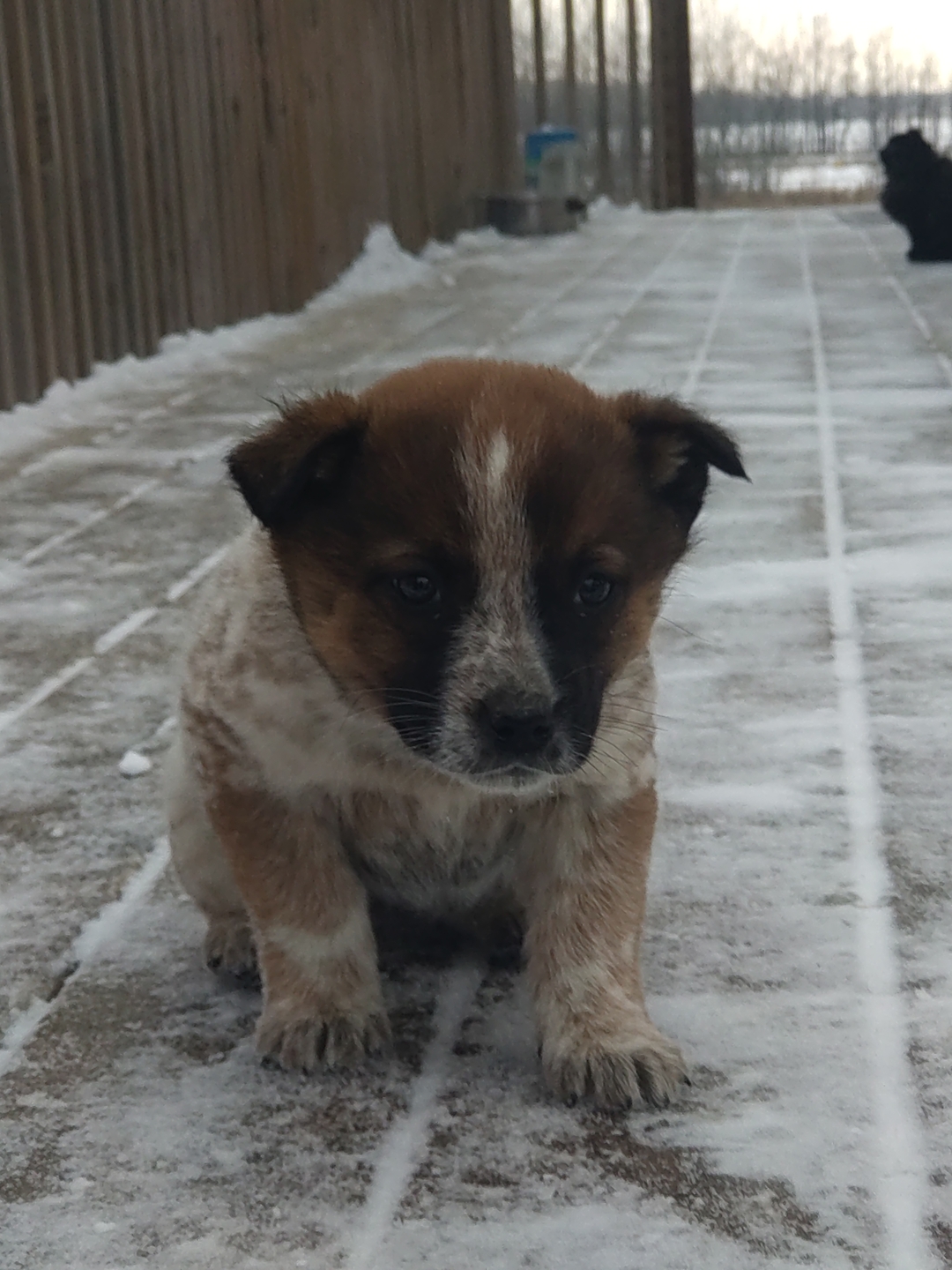 Blue / Red heeler cattledog pups - 1 - 1734496465811_DSC_0478