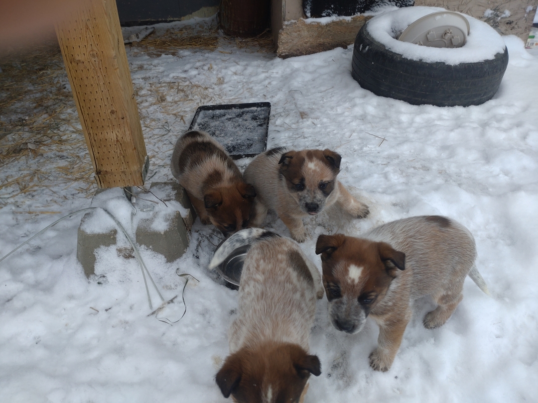 Blue / Red heeler cattledog pups - 4 - 1734496465812_DSC_0466