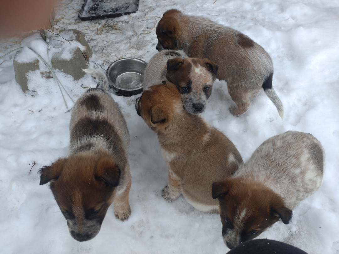 Blue / Red heeler cattledog pups - 5 - 1734496465812_DSC_0467