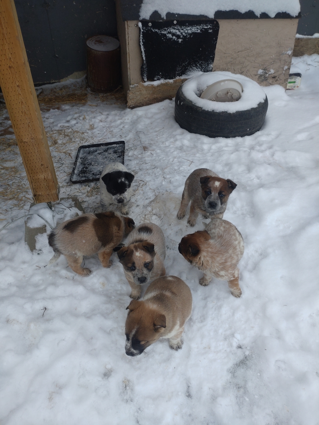 Blue / Red heeler cattledog pups - 3 - 1734496465812_DSC_0468