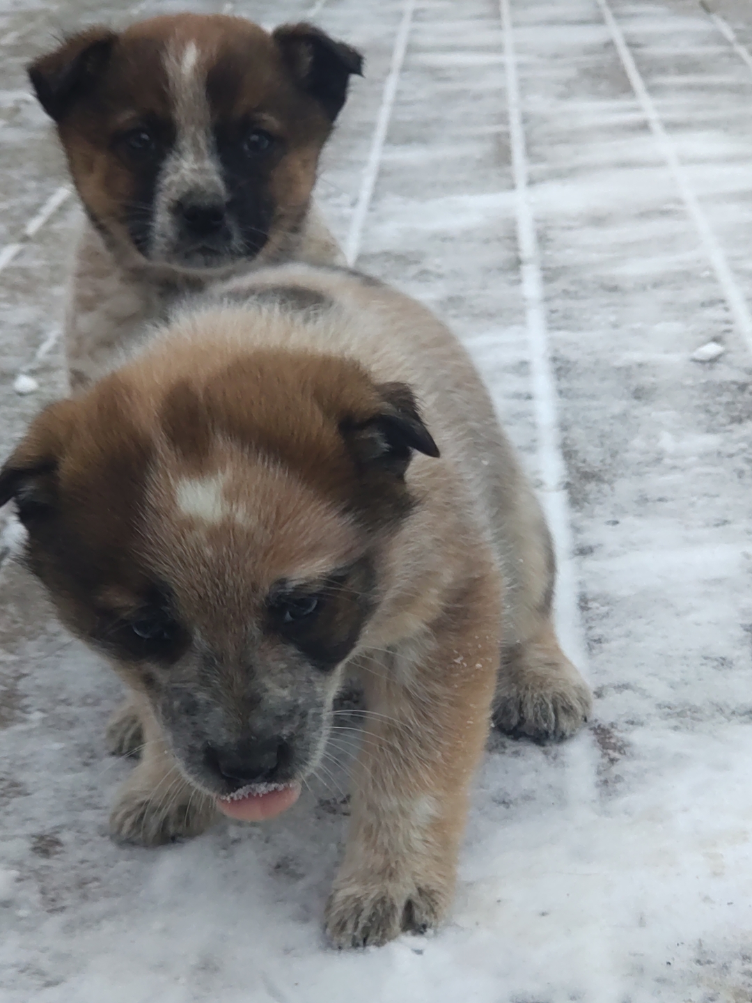 Blue / Red heeler cattledog pups - 2 - 1734496465812_DSC_0479