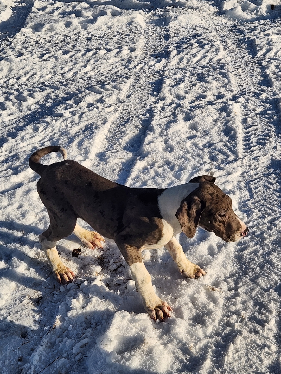 Sweet great dane puppies  - 4 - 1734707071408_1000022116