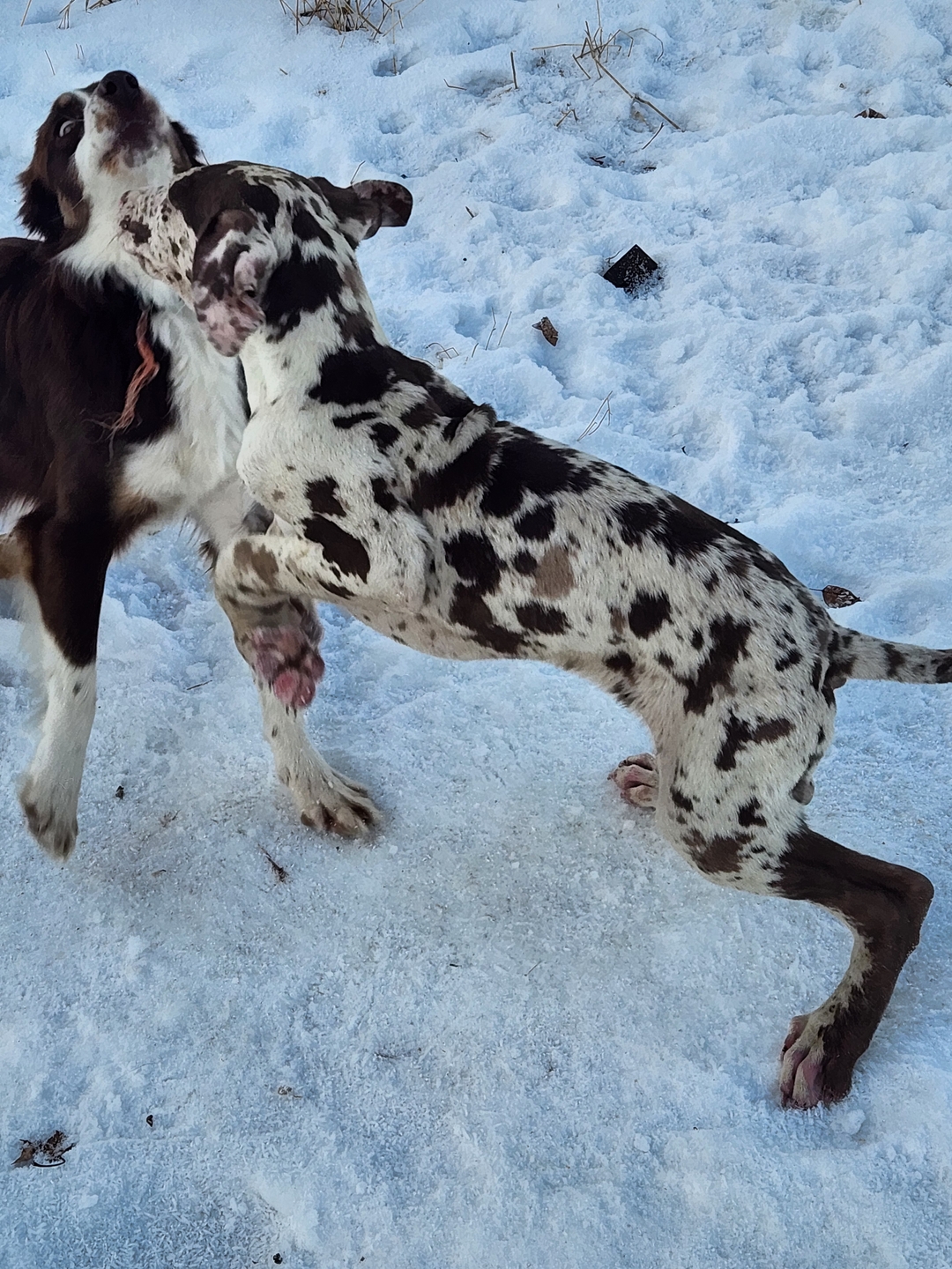 Sweet great dane puppies  - 6 - 1734707071408_1000022121