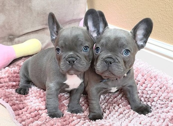 Beautiful Blue French bull dogs - 1 - 1734741138087_fr2