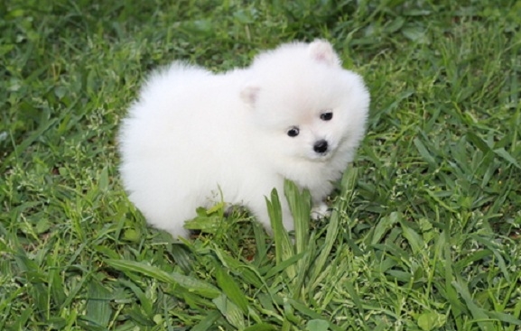 Mini Pomeranian Puppies For Sale. - 1 - 1734743545991_pom2