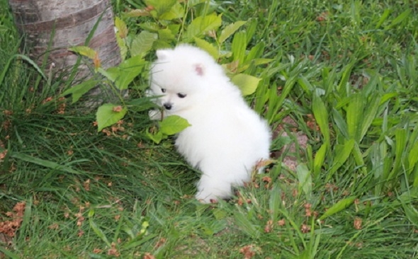 Mini Pomeranian Puppies For Sale. - 2 - 1734743581332_pom1