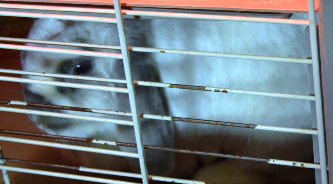 Pet Rabbit with cage - 4 - 1734831296872_DSC_0003