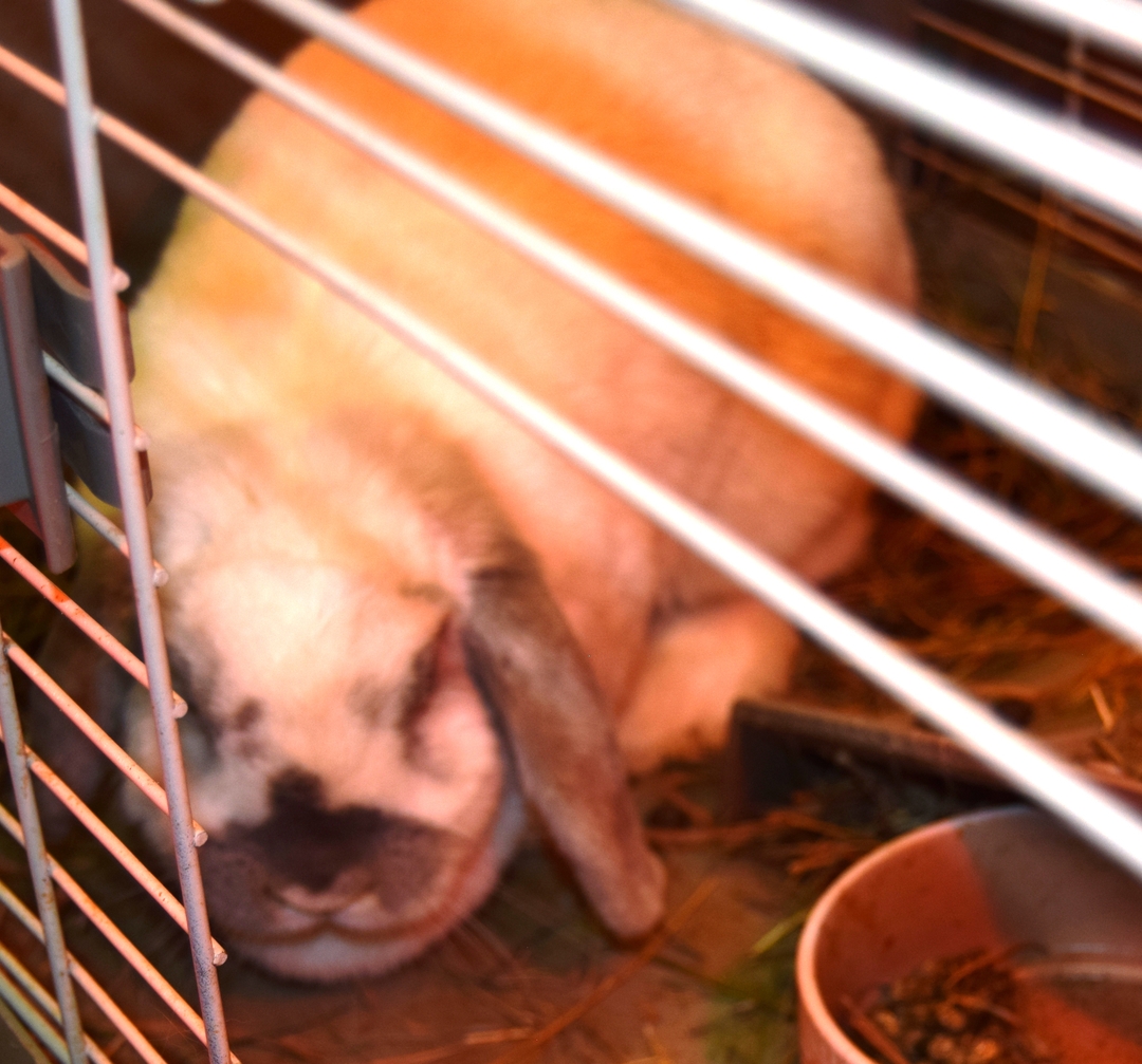 Pet Rabbit with cage - 2 - 1734831296873_DSC_0004