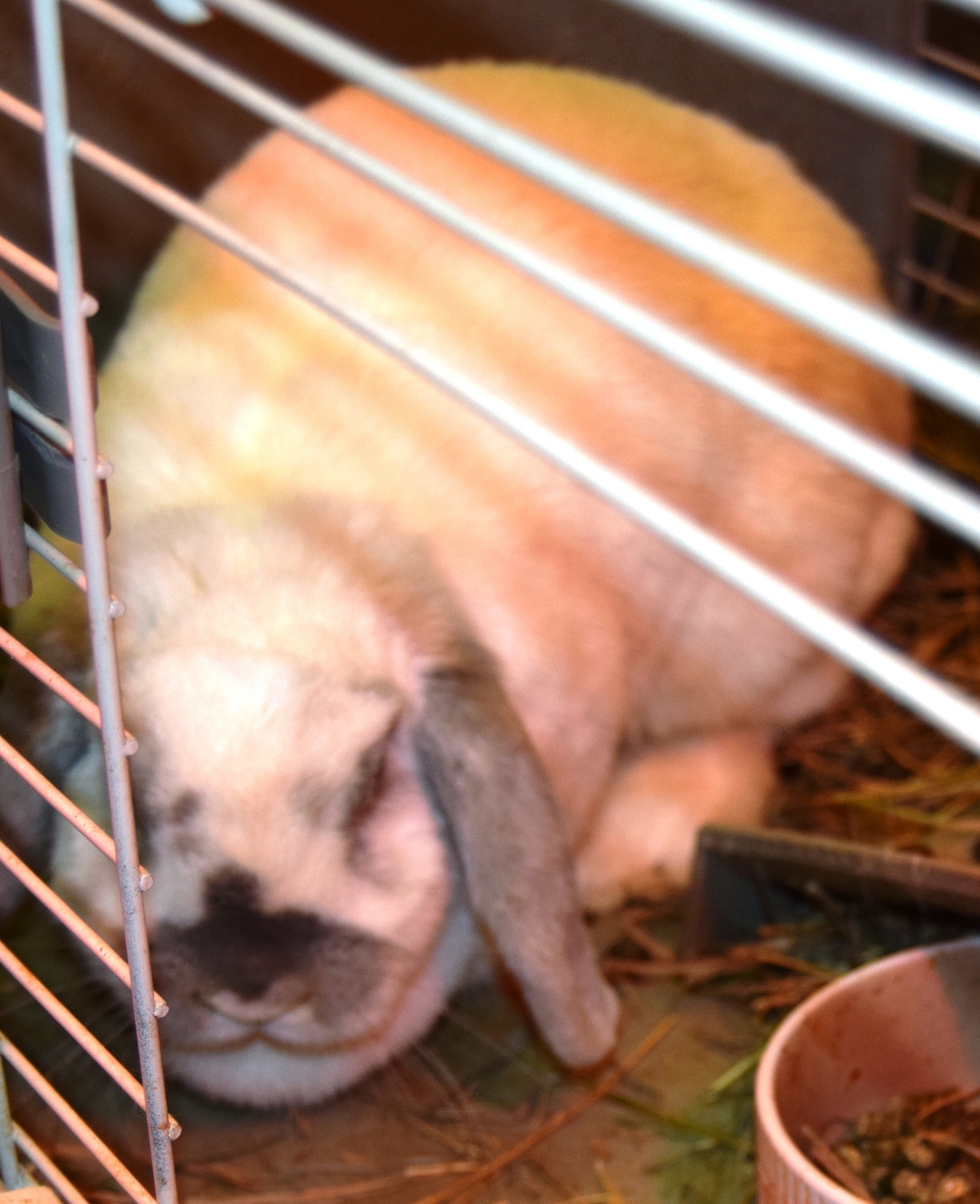 Pet Rabbit with cage - 3 - 1734831296873_DSC_0005