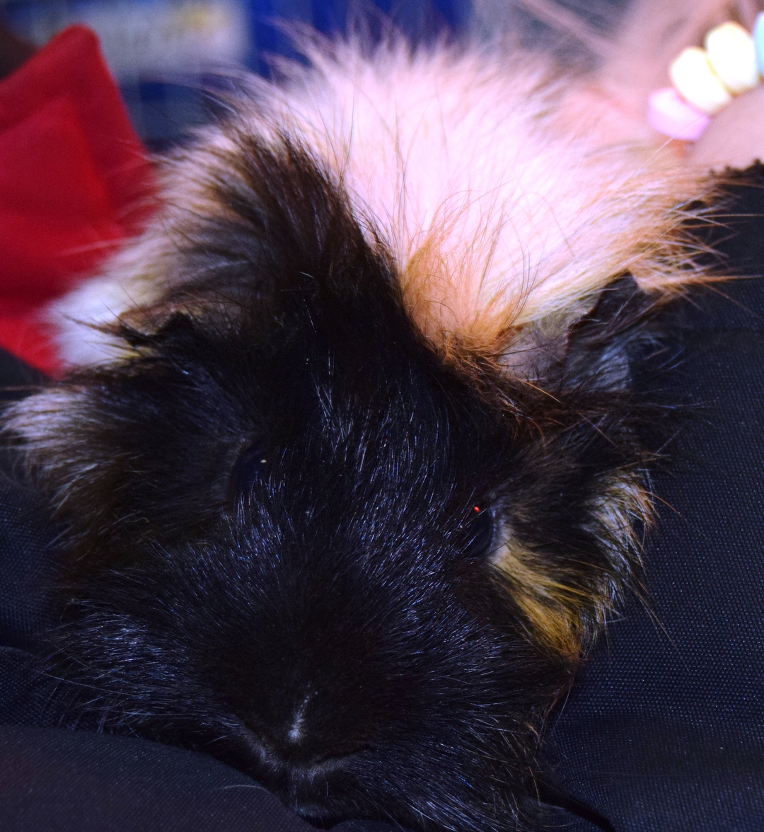 Guinea Pig with cage - 3 - 1734831549399_DSC_0002