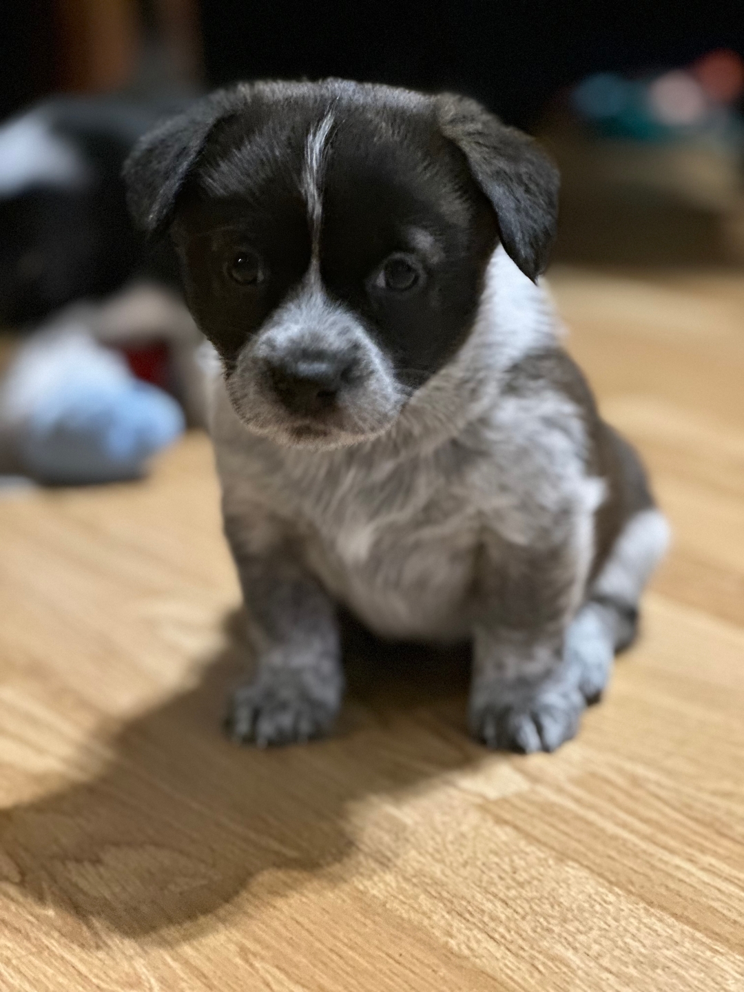 Adorable  Puppies for Adoption - 6 - 1734846939816_IMG_7939