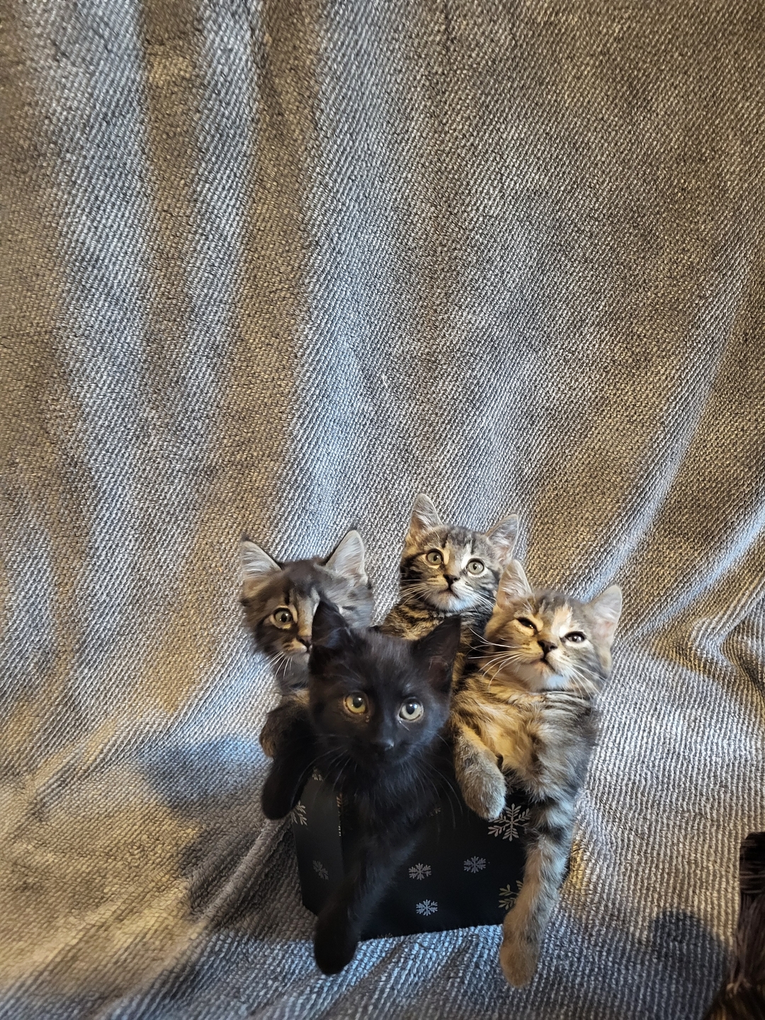 Kittens to give away - 2 - 1735269790076_1000012709