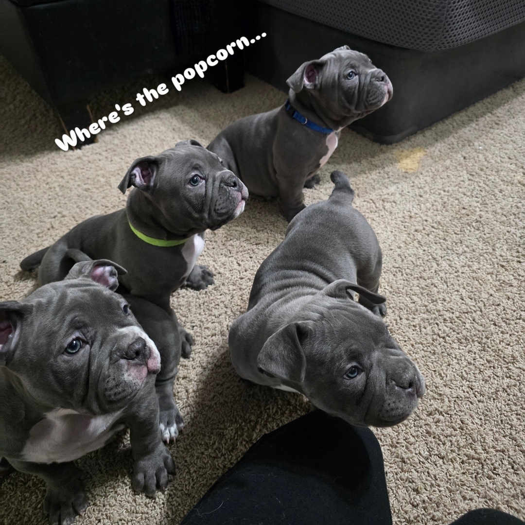 Ukc Registered Pocket Bullies, Only 3 Left!!!! - 15 - 1735445665434_1000011234