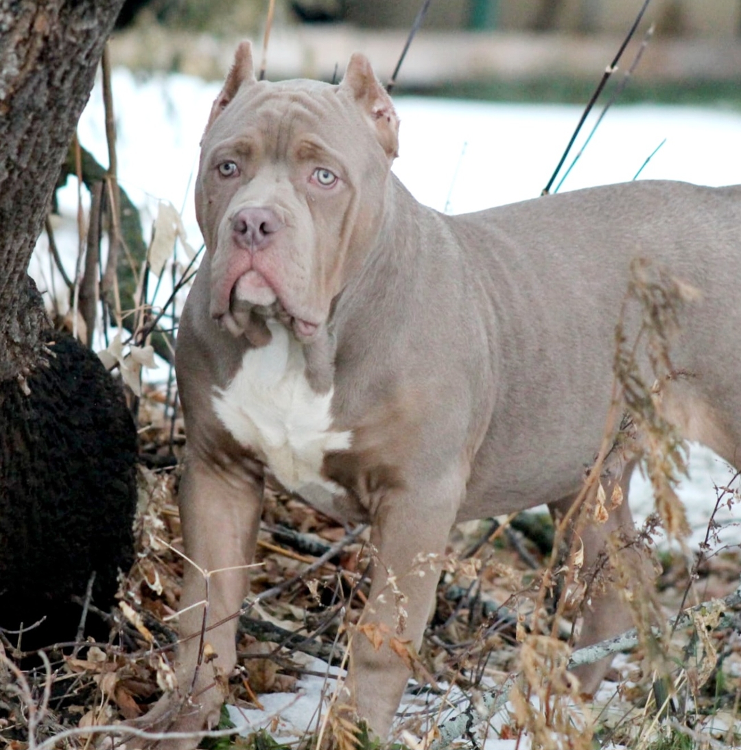 American Bully XL - 6 - 1735600276670_IMG-20241209-WA0090